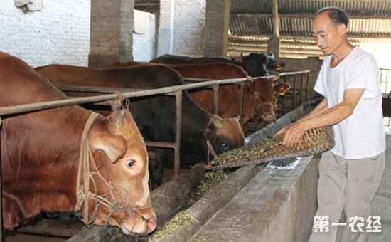 3、一公斤育肥牛西門塔爾日飼料成本是多少